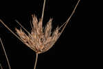 Sandy field hairsedge